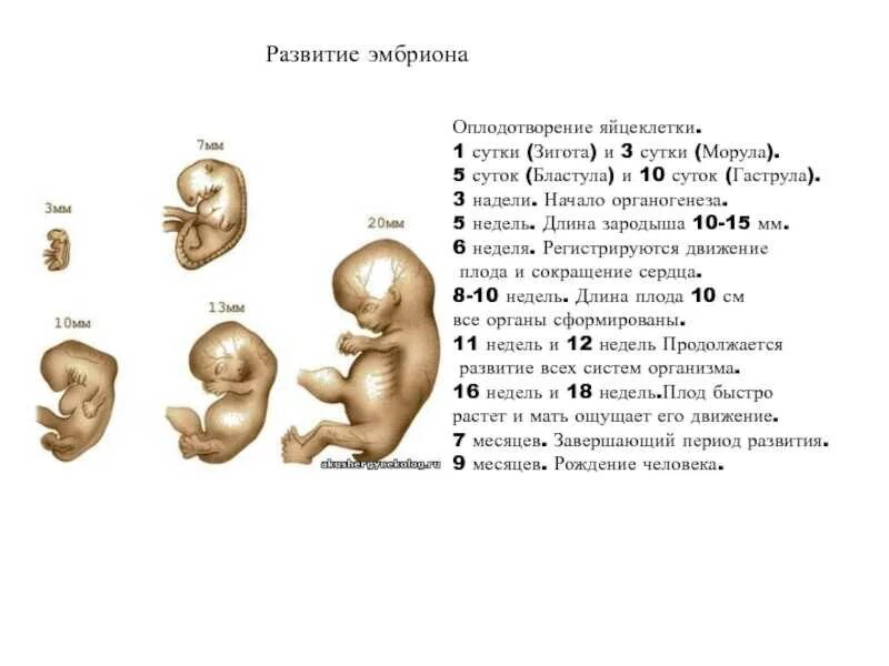 На какой неделе формируется. Формирование органов плода по неделям беременности. Плод в 2 месяца беременности размер плода. 3 Неделя эмбрионального развития. Зародыш эмбрион плод стадии.