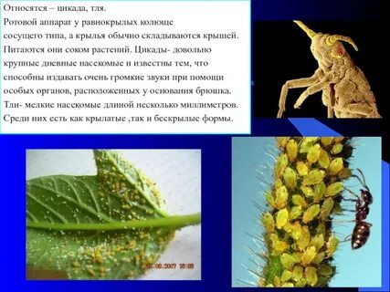Цикада текст