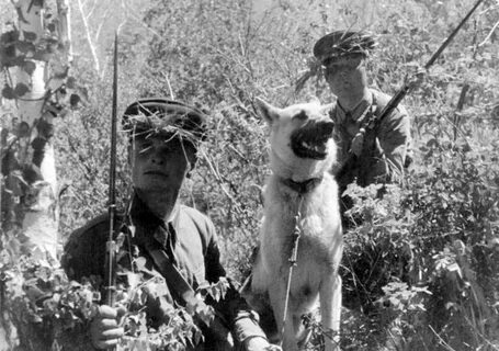 Про пограничников 1941 1945