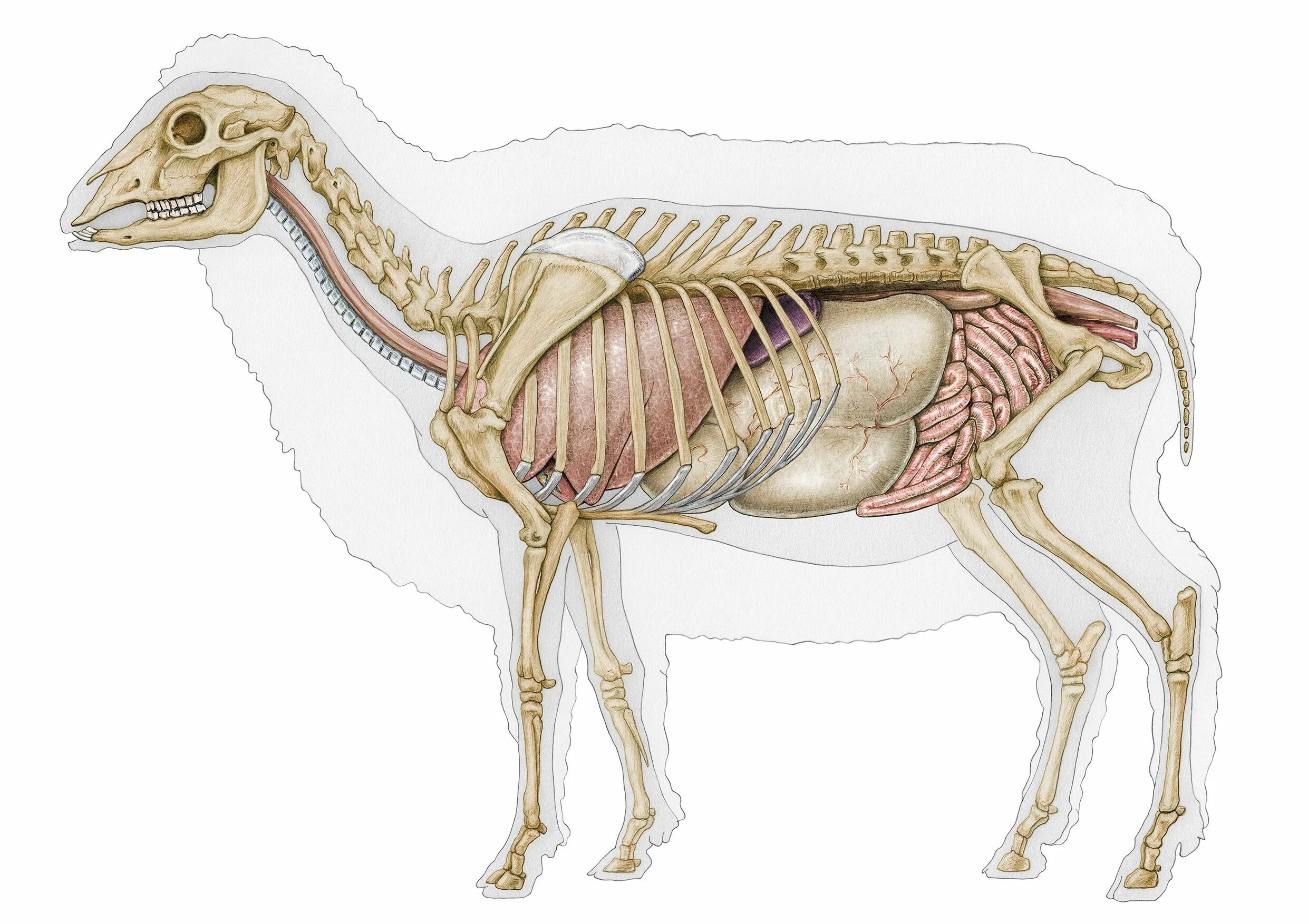 Желудок ягнят. Топография внутренних органов овцы. Анатомия барана. Скелет барана. Анатомия овцы.