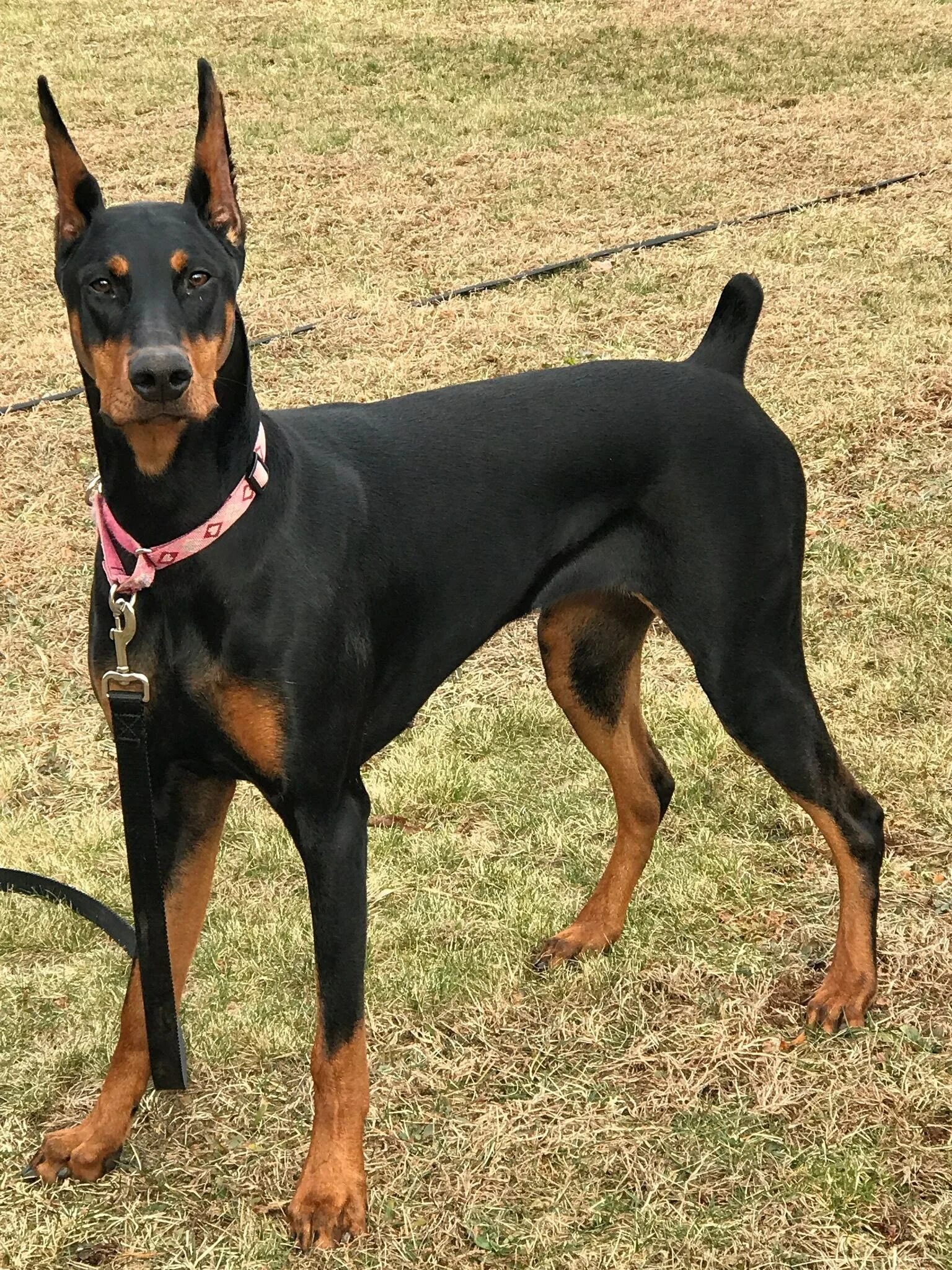 Pin on Doberman