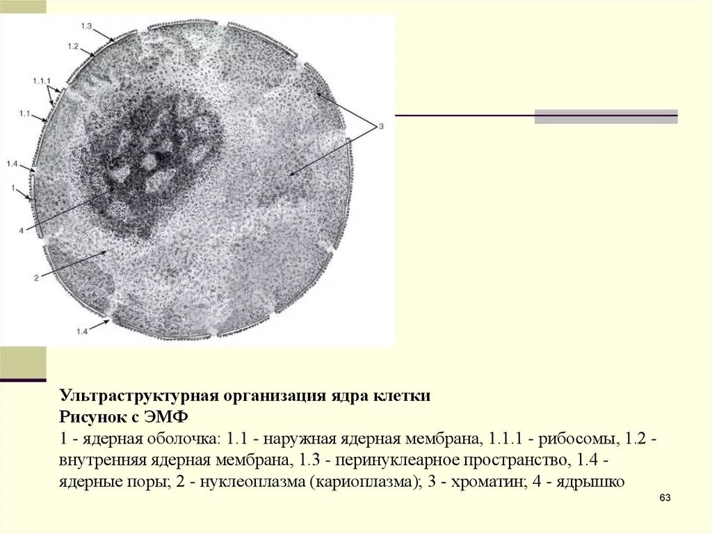 Ультраструктура ядра