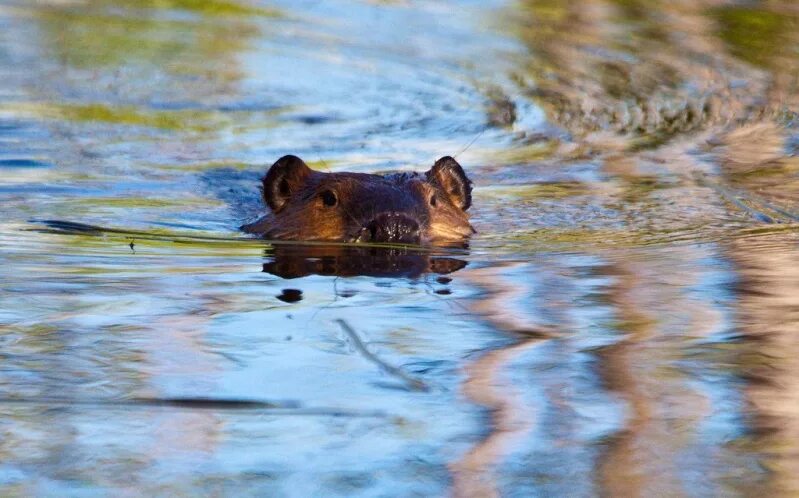 Бобер. Бобр плавает. Бобер плавает. Ондатра речная плывет. Бобер плывет.