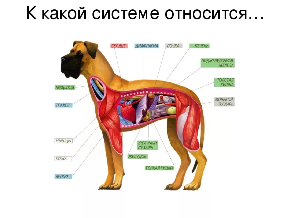 Органы собаки. Строение собаки. Система собаки. Внутреннее строение млекопитающих. Сердце собаки расположено