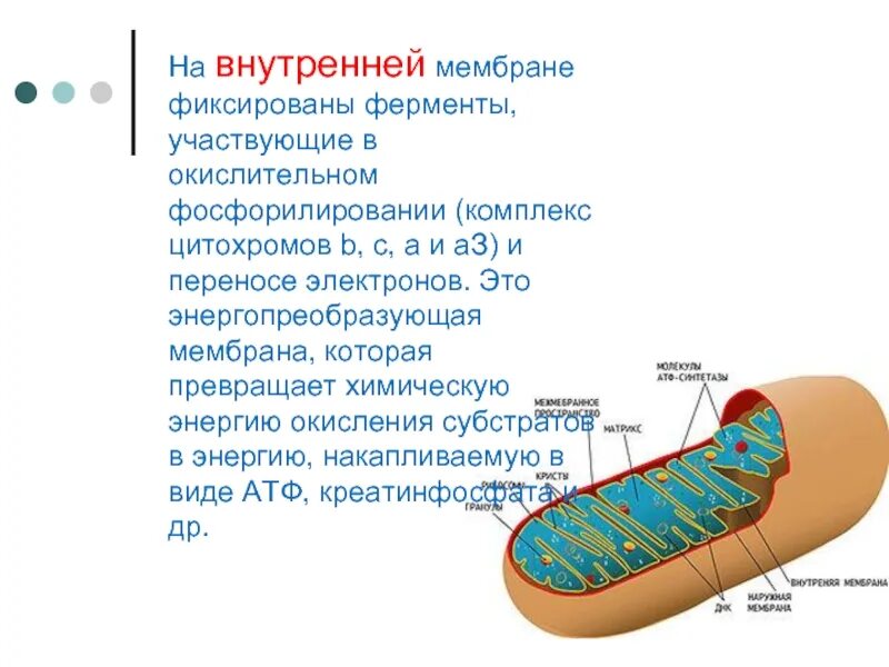 В каком органоиде клетки происходит окисление веществ