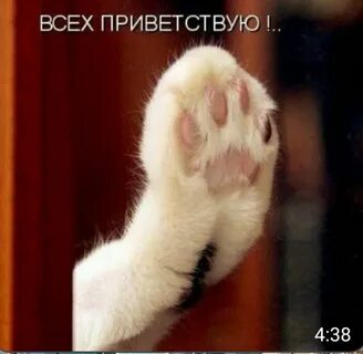 Включи говори привет