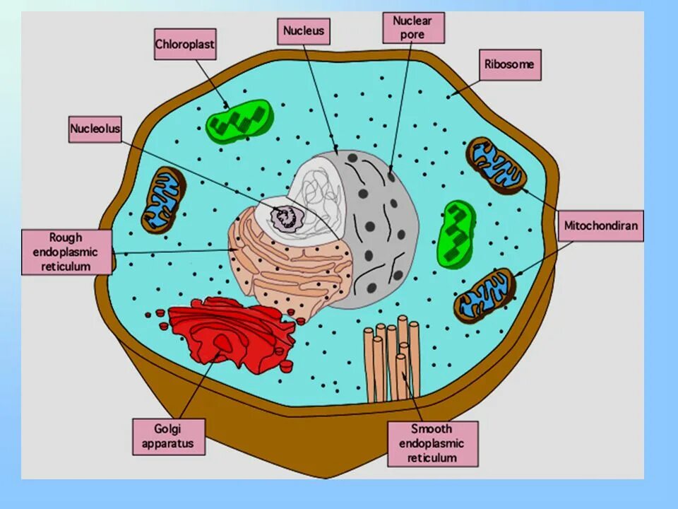 Eukaryotic Cell. Eukaryotic Cell structure. Mitochondria of animal Cell. Mitochondria in an animal Cell.