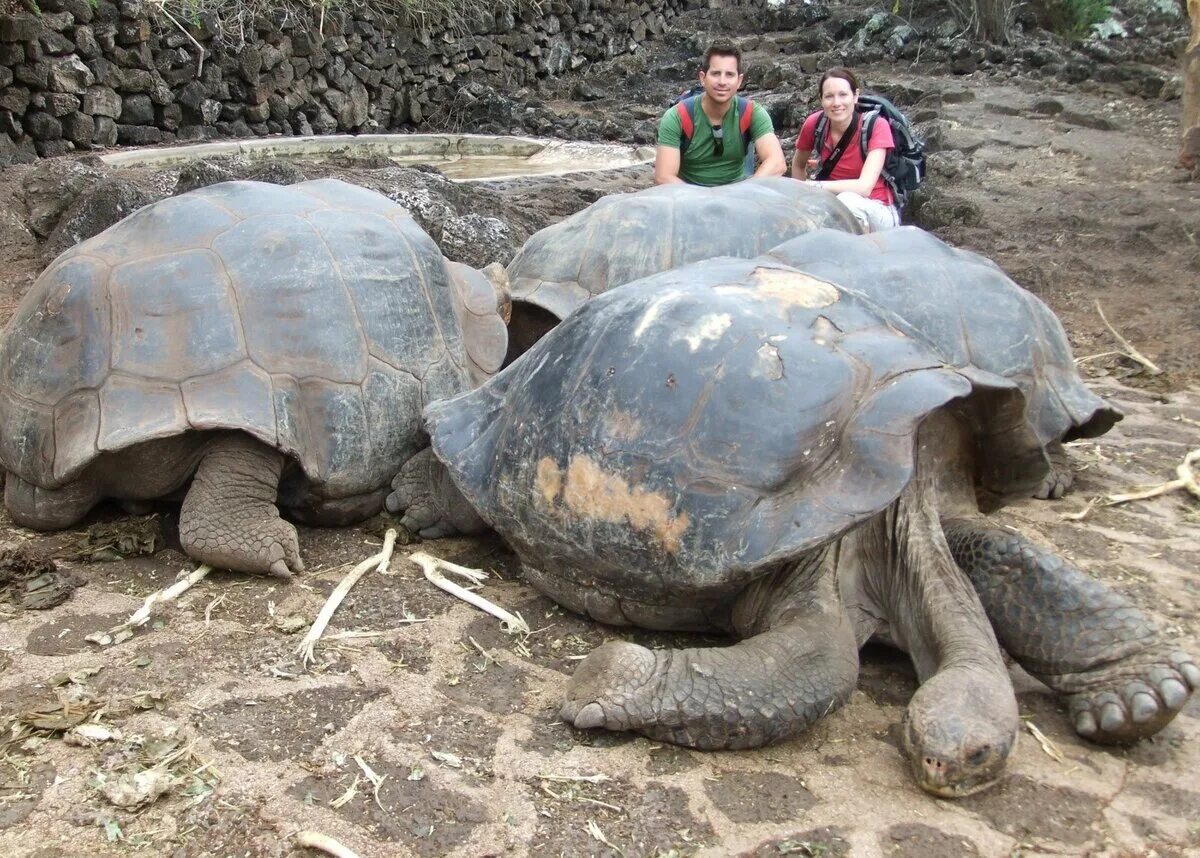 Галапагосская черепаха. Галапагосская слоновая черепаха. Гигантские черепахи с Галапагосских островов. Сухопутная черепаха Галапагосы. Громадный это какой