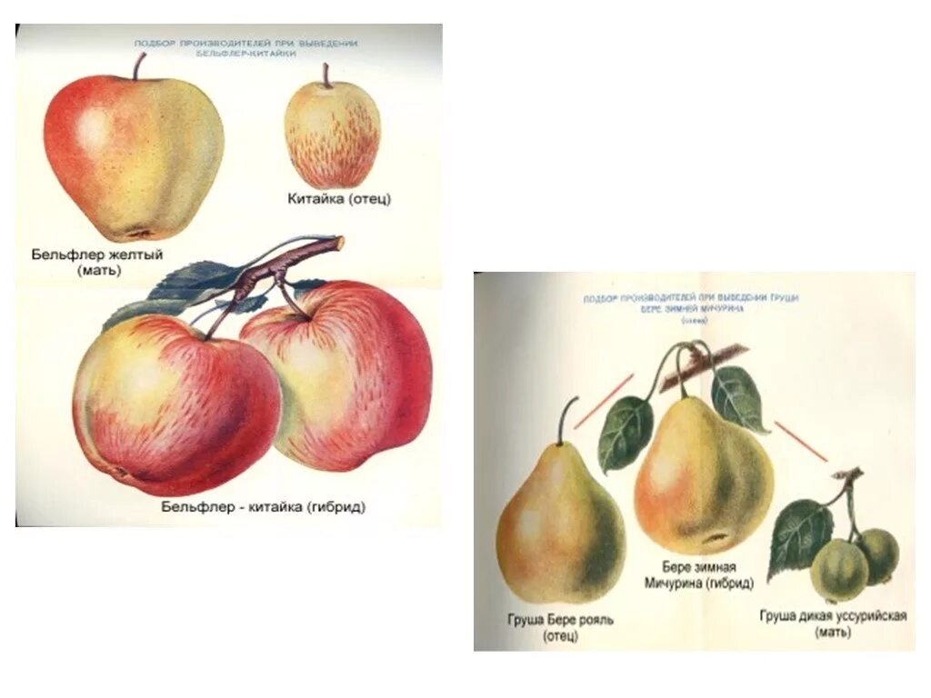Бельфлер китайка метод селекции. Мичурин Бельфлер китайка. Селекция яблоня китайка +. Мичурин метод ментора в селекции. Гибрид мичурин