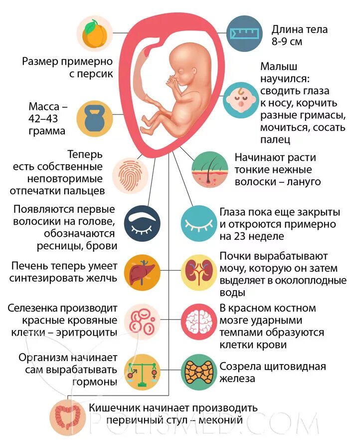 Матка в 14 недель. 14 Недель беременности размер плода. Размер зародыша в 14 недель беременности. Размеры эмбриона 14 недель.