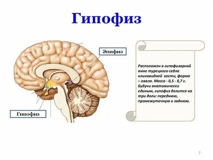 Гипофиз г