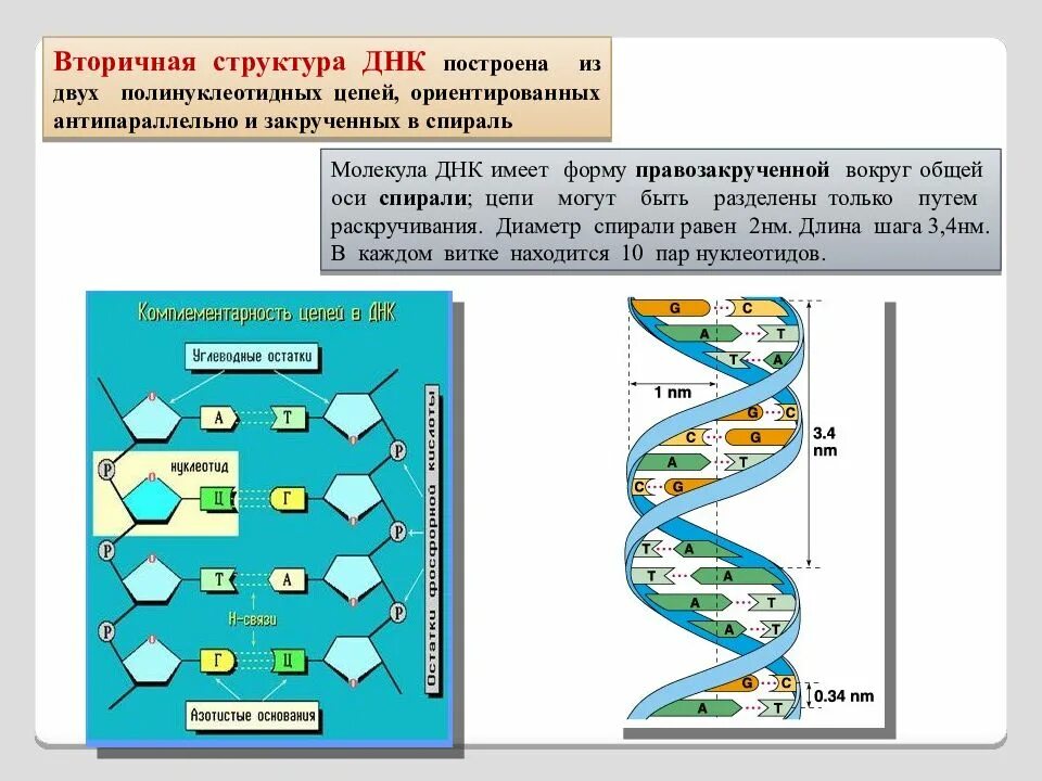 Достроить вторую цепь днк. Строение цепей ДНК из 2 полинуклеотидных цепей. Структура полинуклеотидной цепи ДНК. Строение полинуклеотидной Цепочки ДНК. Вторичная структура ДНК.