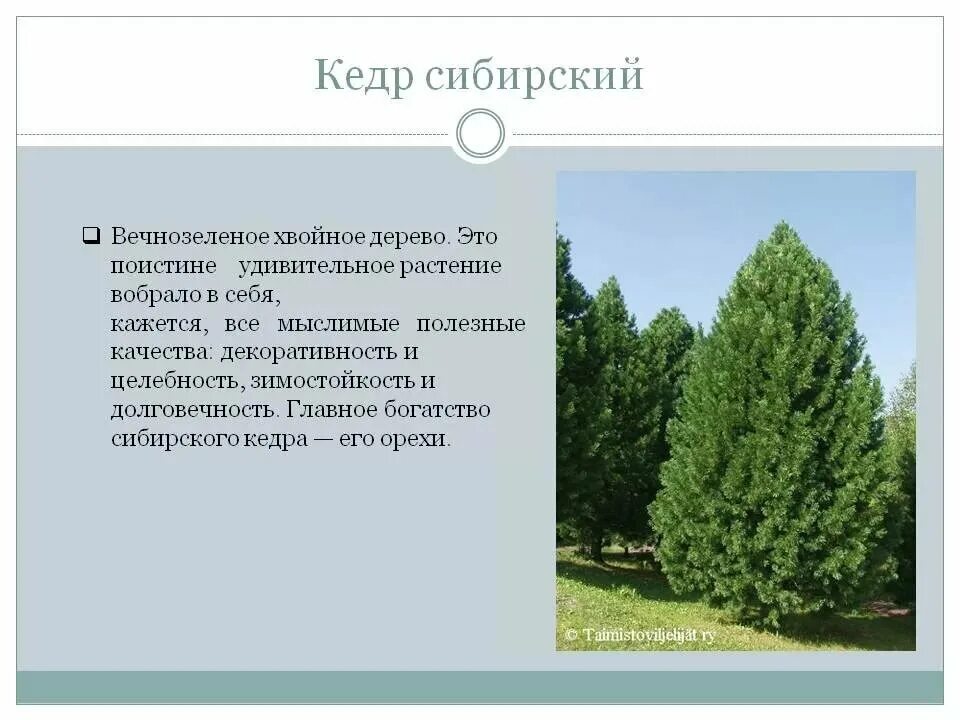 Сообщение о хвойном растении. Сибирский кедр деревья Сибири. Хвойные деревья кедр. Деревья красной книги России. Деревья из красной книги.