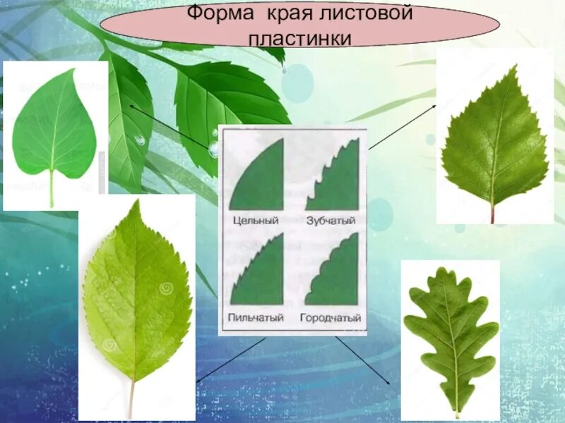 Листья по форме листовой пластинки. Формы листовой пластинки 6 класс биология. форма листовой пластинки у ясеня. формы краев листовых пластинок. форма края листовой пластинки.