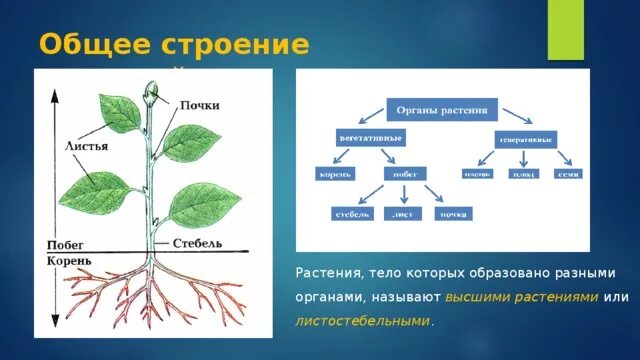 Строение растения в связи с условиями. Строение вегетативного тела растения. Строение тела высших растений. Схема строения органов растения. Строение растительного организма.