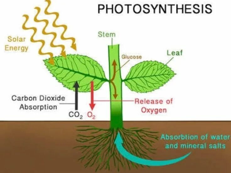 Алоэ фотосинтез. Photosynthesis. Photo Solar Energy. Photosynthesis Organ of Plants. Ммм фотосинтез.