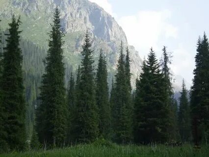 Жас семіз қызды трахает етеді