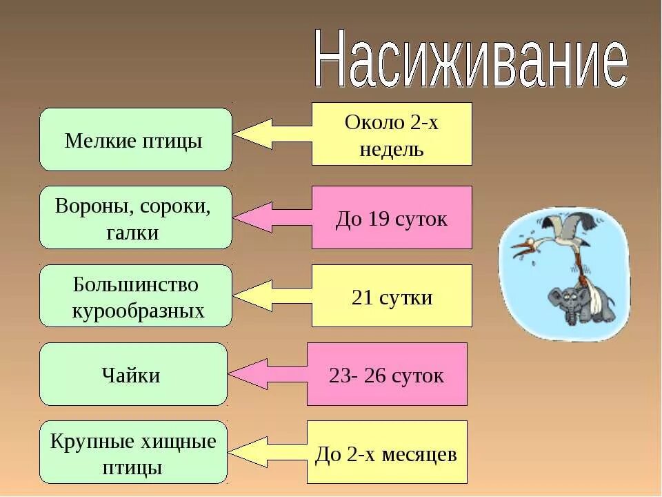 Последовательность сезонных явлений в жизни птиц