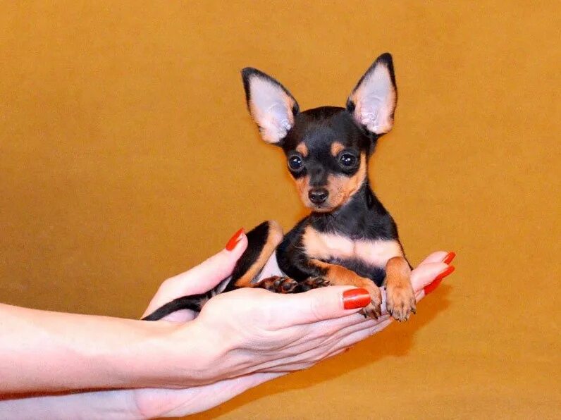 Русский той-терьер короткошерстный. Кутята той терьера мини. Мраморный той терьер. Собачки той терьер мини. Порода мини той терьер.