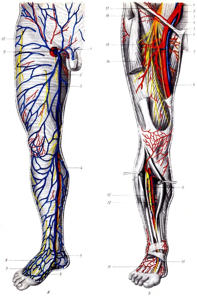 Артериальные сосуды нижних конечностей. Вены нижней конечности анатомия варикоз. Бедренная Вена анатомия. Анатомия бедренной вены. Камбаловидная Вена анатомия.