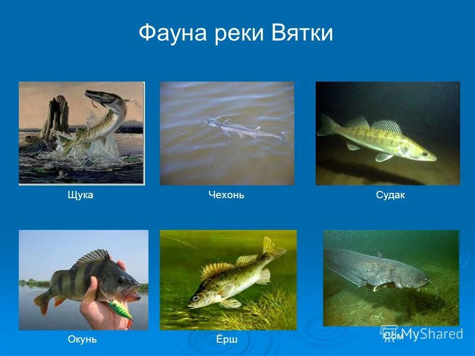 речные обитатели дона. хоперский заповедник воронежской области флора. животные реки дон. какие рыбы водятся в реке. ж иво тныйз мир ростовской области.