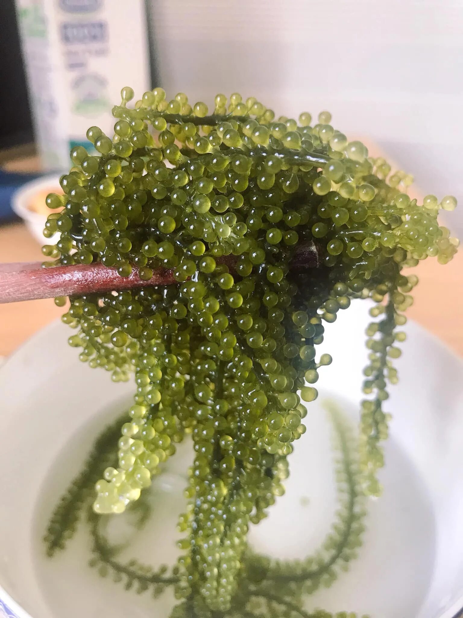Морской виноград мукбанг. Морской виноград — уми будо. Корейский морской виноград. Каулерпа (caulerpa lentillifera) – «морской виноград». Морской виноград отзывы.