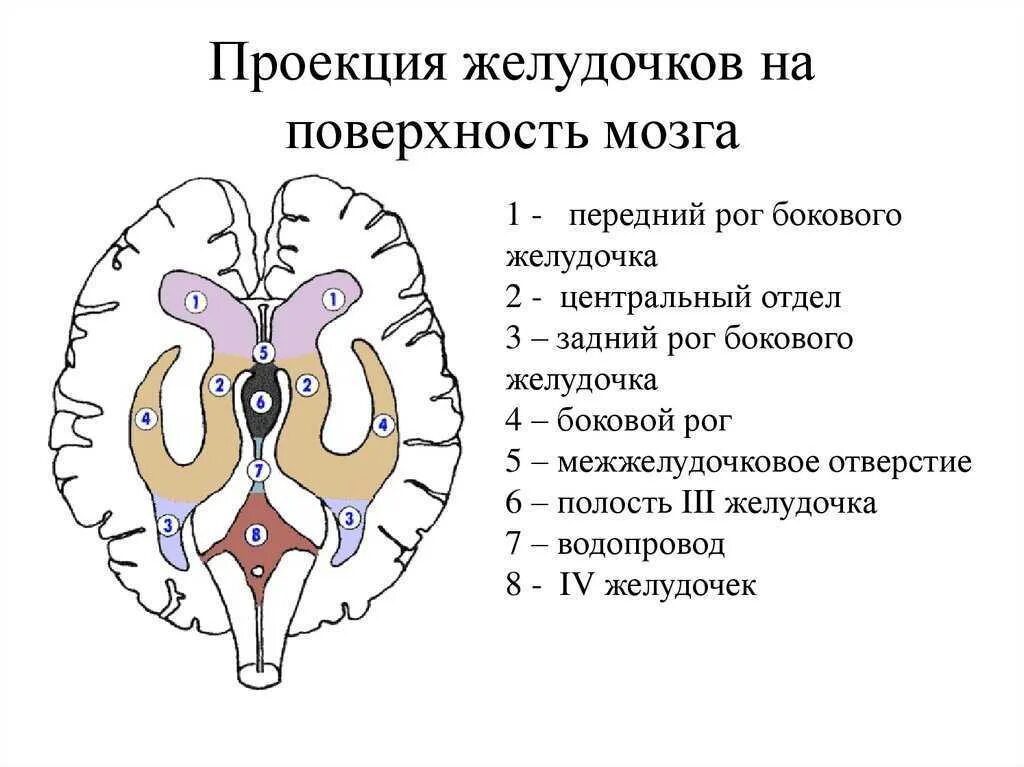 Средний мозг желудочек