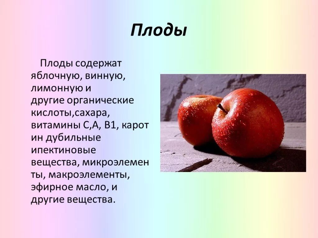 Яблоня для презентации. Сообщение о яблоке. Презентация на тему яблоко. Доклад о яблоке. Текст про яблоко