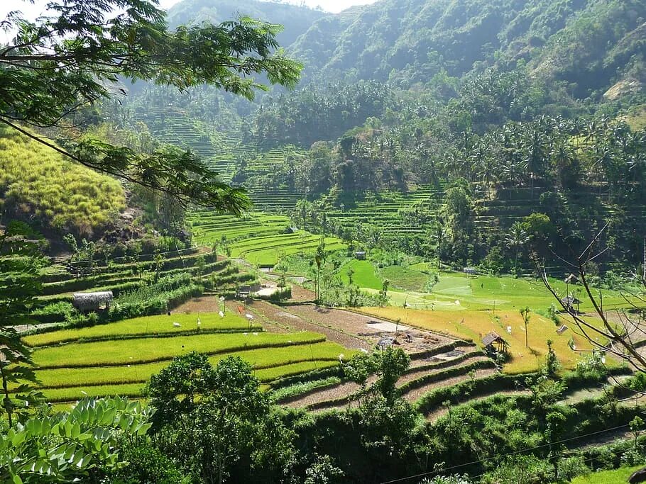 Рис в Индонезии. Природа Индонезии пейзаж. Холмы Индонезии.