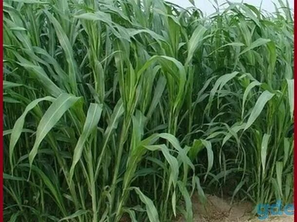 Норма высева суданской травы на сено. Всходы суданской травы фото. Расход семян многолетних трав на 1 га. Средняя урожайность суданки. Суданка на 1 га.