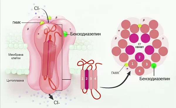 Бензодиазепин механизм действия. Механизм действия бензодиазепинов. Бензодиазепины механизм действия. Бензодиазепины механизм.