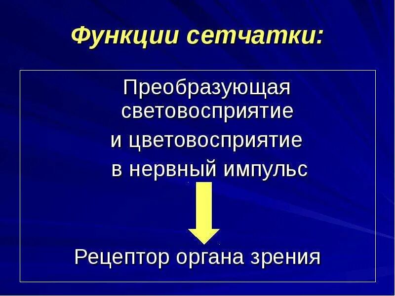 Сетчатка функции кратко