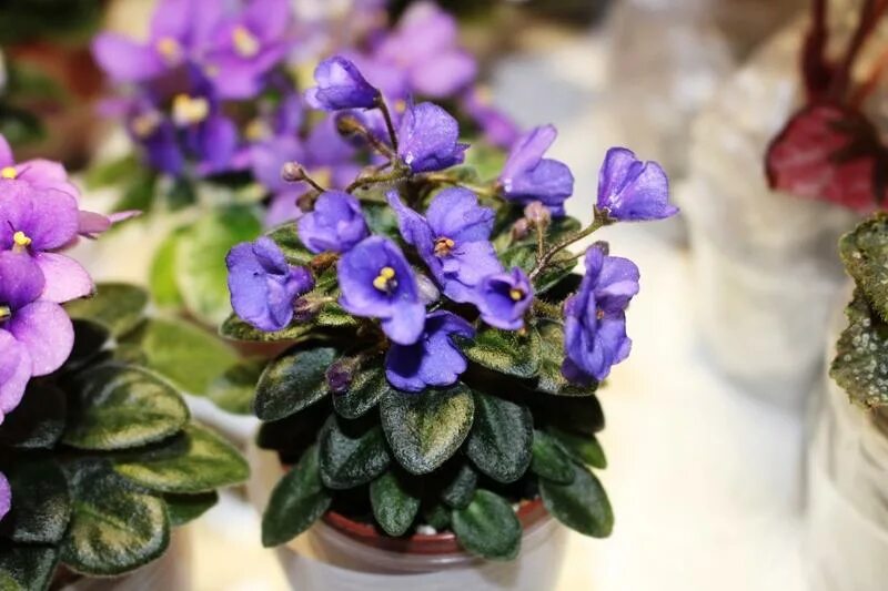 твинкл блю. Rob's jitterbug фиалка.