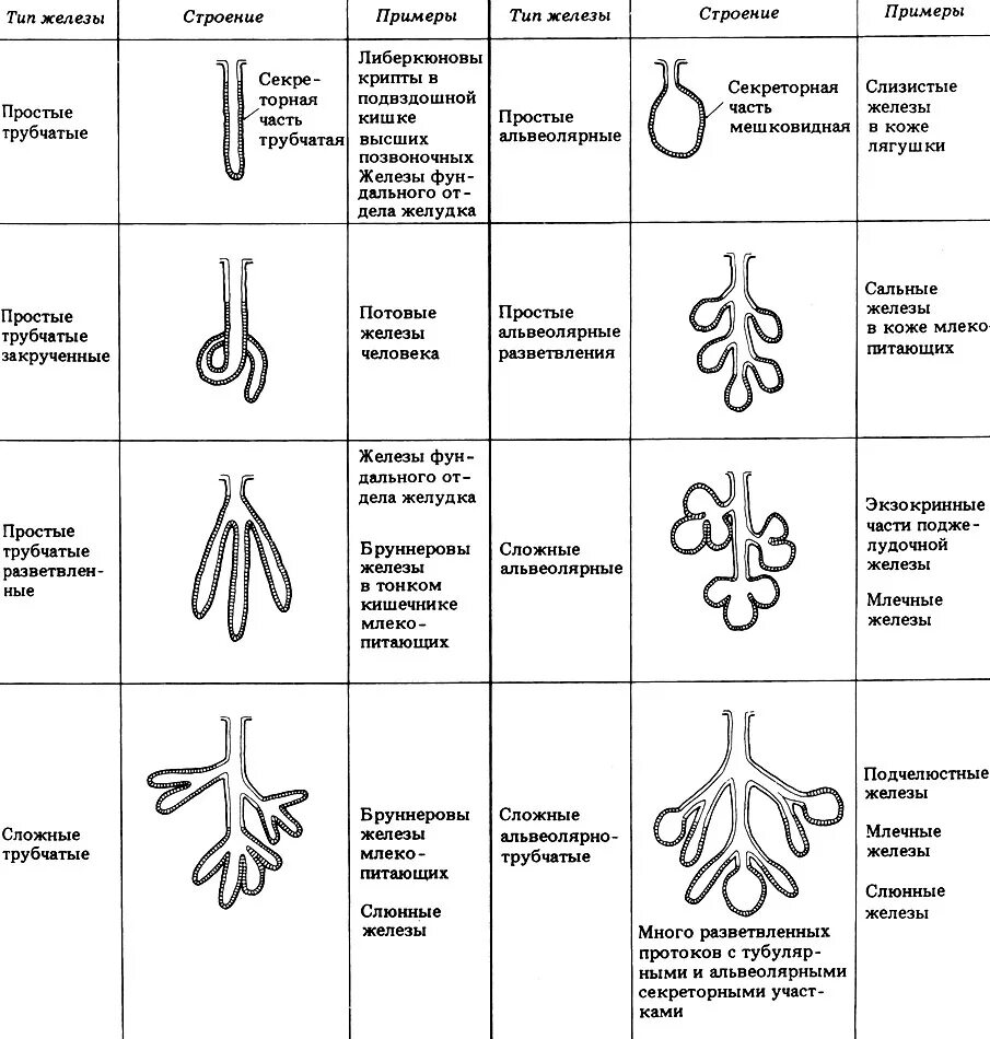 Морфологическая классификация желез. Схема строения экзокринных желез. Экзокринные железы морфологическая классификация. Классификация желез гистология.