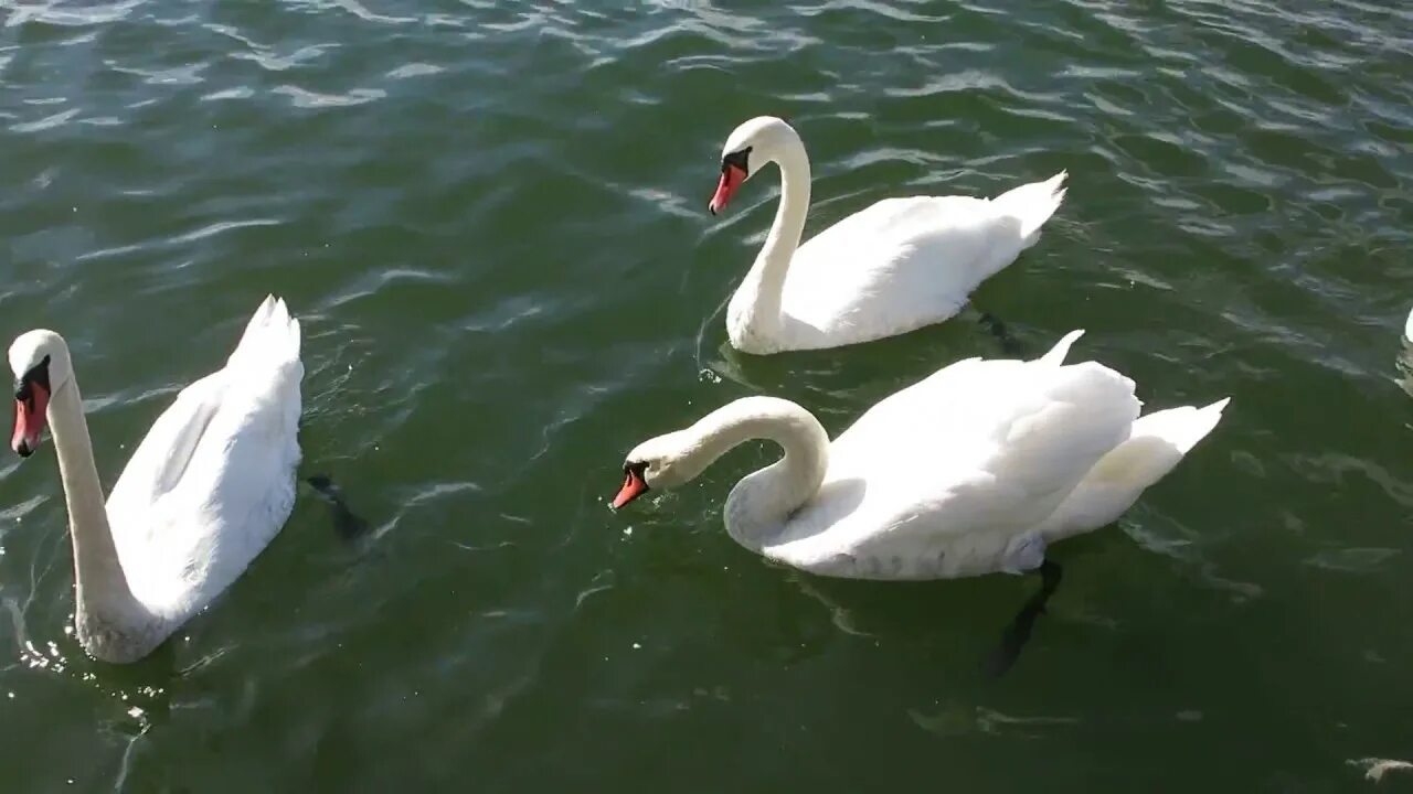 Балтийск лебеди. Лебеди на Балтийском море. Лебеди на море в Калининградской области. Балтийск кормление лебедей.