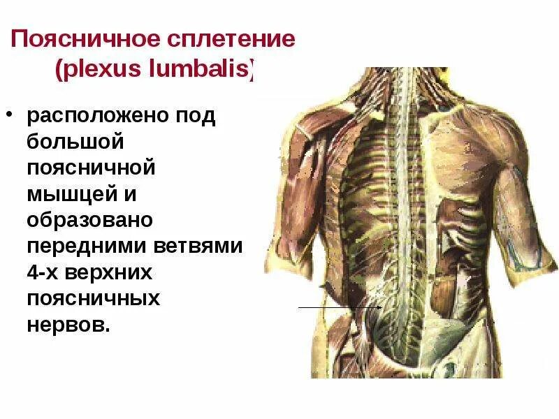 Длинные мышцы поднимающие ребра