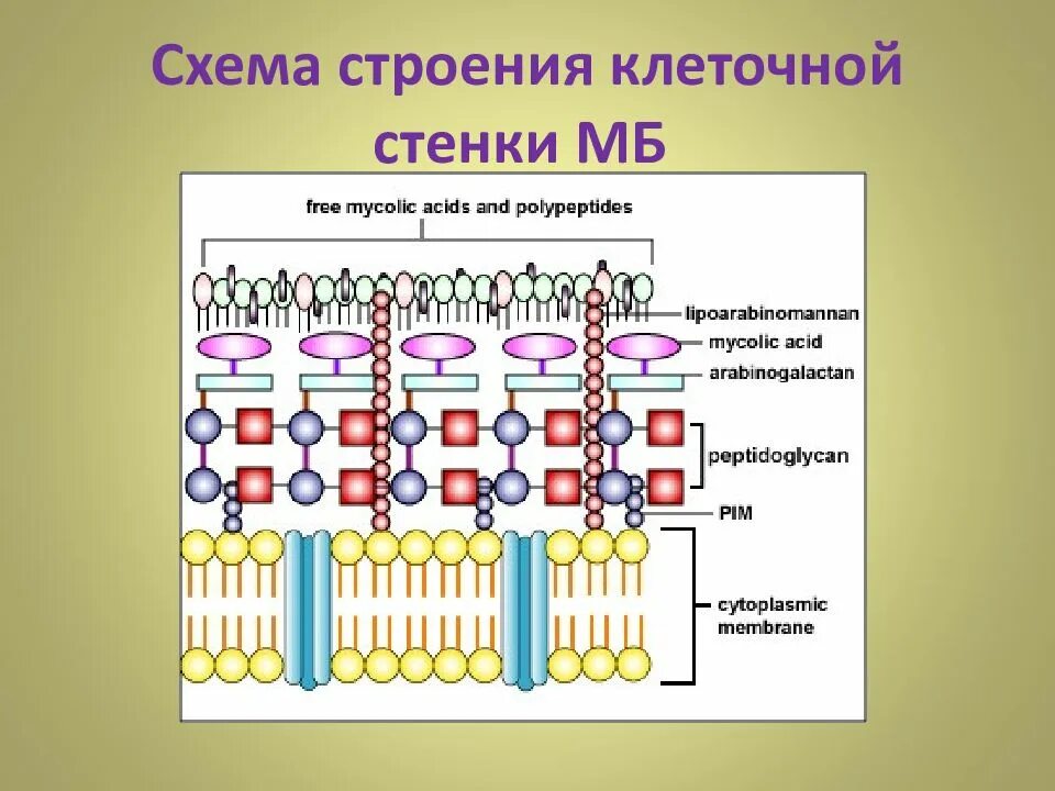 Клеточная стенка 5 класс. Строение клеточной стенки кислотоустойчивых бактерий. Клеточная стенка микобактерий туберкулеза. Схема строения клеточной стенки кислотоустойчивых бактерий. Строение клеточной стенки кислотоустойчивых микроорганизмов.