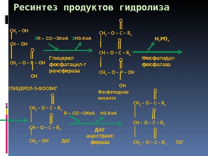 Гидролиз белков происходит. Глицерол гидролиз. Схема гидролиза белка. Полный гидролиз белков. Глицерол формула структурная.