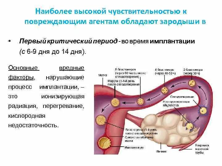 Сроки имплантации эмбриона после зачатия. Движение яйцеклетки по маточной трубе. Признаки прикрепления эмбриона к матке после овуляции. Имплантация плодного яйца сроки.
