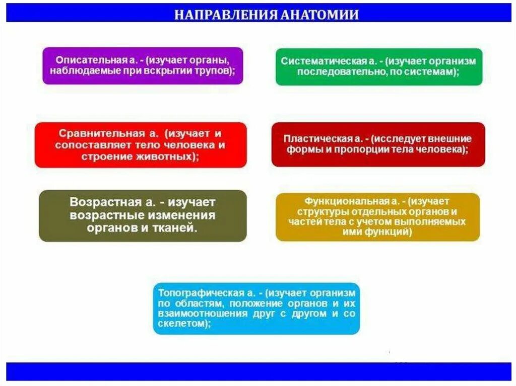 Главные научные направления. Направления в анатомии. Принципы описательной анатомии. Современные направления в анатомии и физиологии. Задачи современной анатомии.