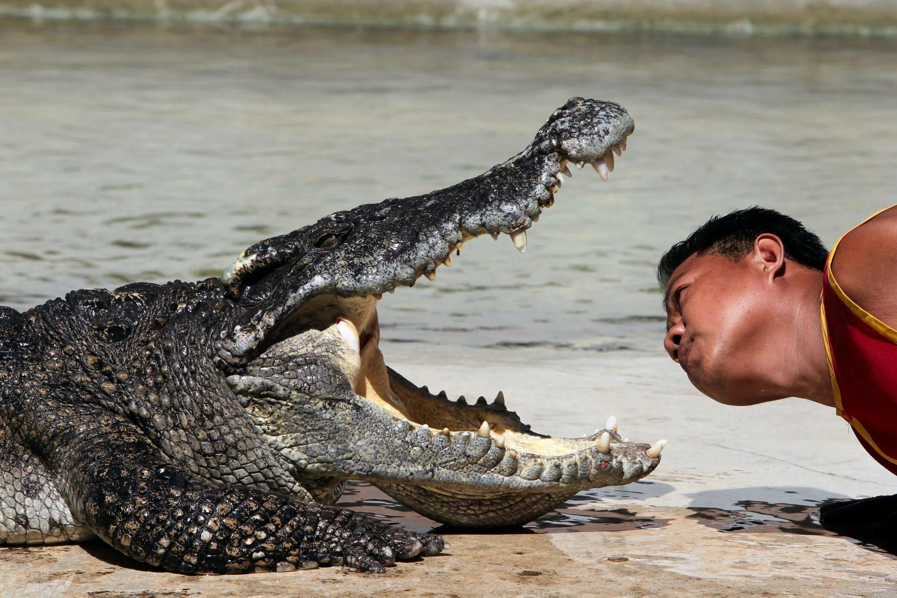 Большая крокодила где послушать. Самый большой Нильский крокодил. Гребнистые крокодилы-людоеды. Гигантский гребнистый крокодил людоед.