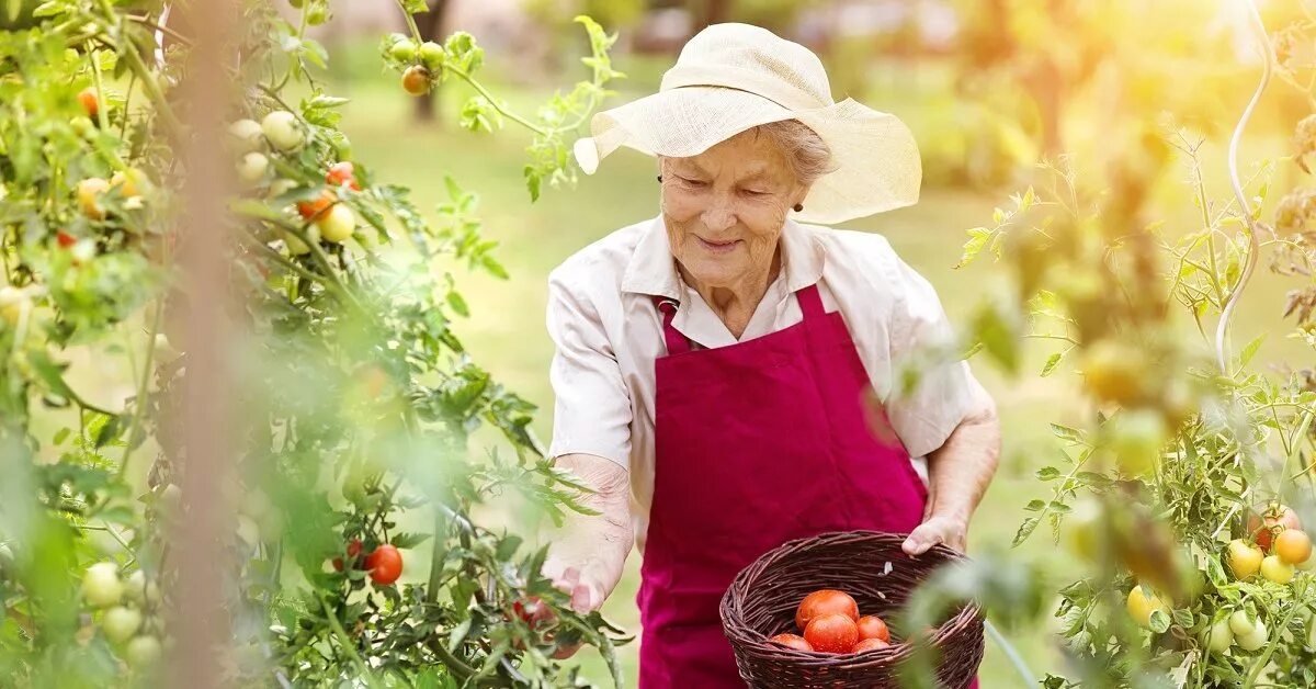 Домашнее хозяйство пенсионерки. Бабушка в огороде. Пенсионерка в саду. Пенсионеры на даче. Женщина в огороде.