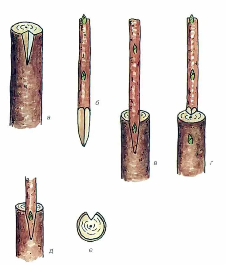 Срез черенка. Окулировка плодовых деревьев. Привой в расщеп. Способы прививки плодовых деревьев окулировка. Прививка яблони в расщеп.