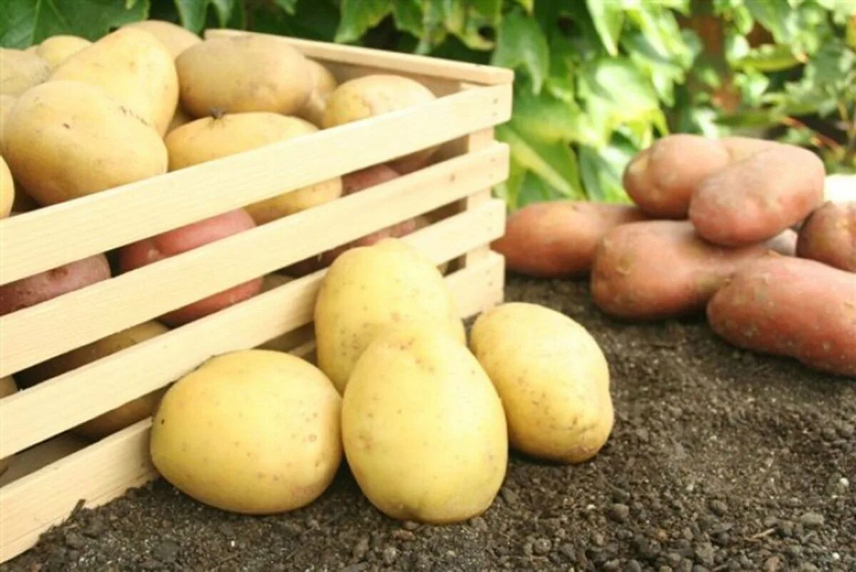 Картофель родрига. Картофель. Урожай картофеля. Красивая картошка. Картофель молодой.
