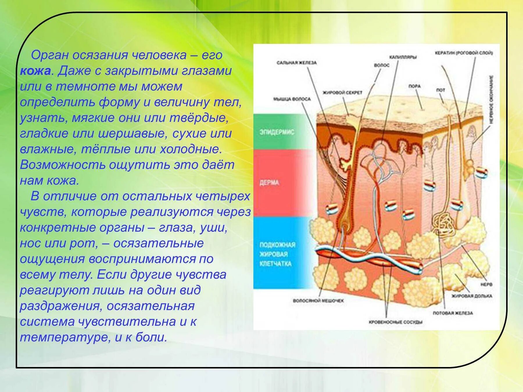 Органы чувств кожа доклад. Слои кожи. Орган осязания. Кожа человека. Какие рецепторы участвуют в осязании