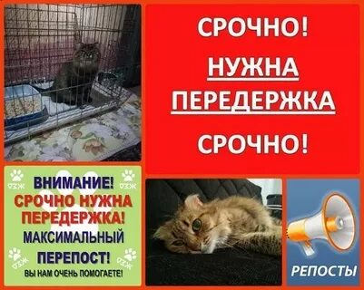 Передержка отзывы