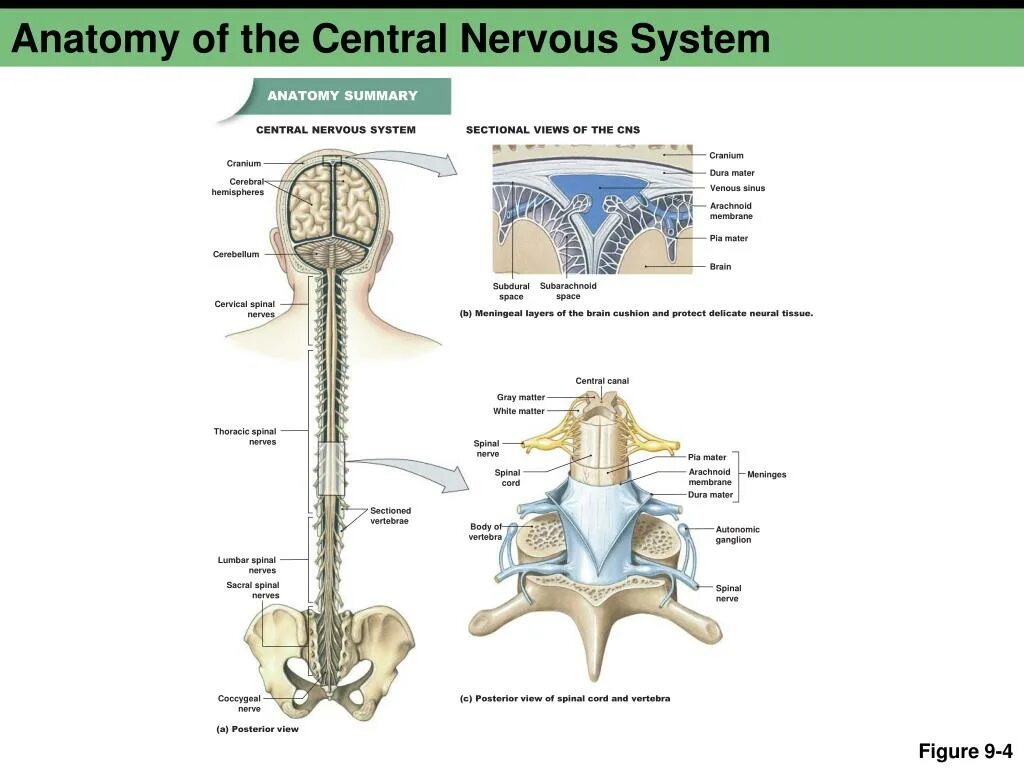 Центральная нервная система анатомия. CNS анатомия. Центральная нервная система. Central nervous System Anatomy. Central nervous System (CNS).