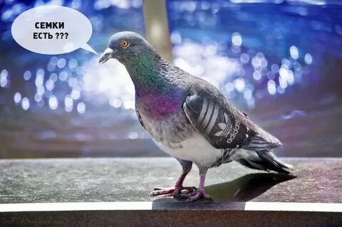Голуби смешные картинки
