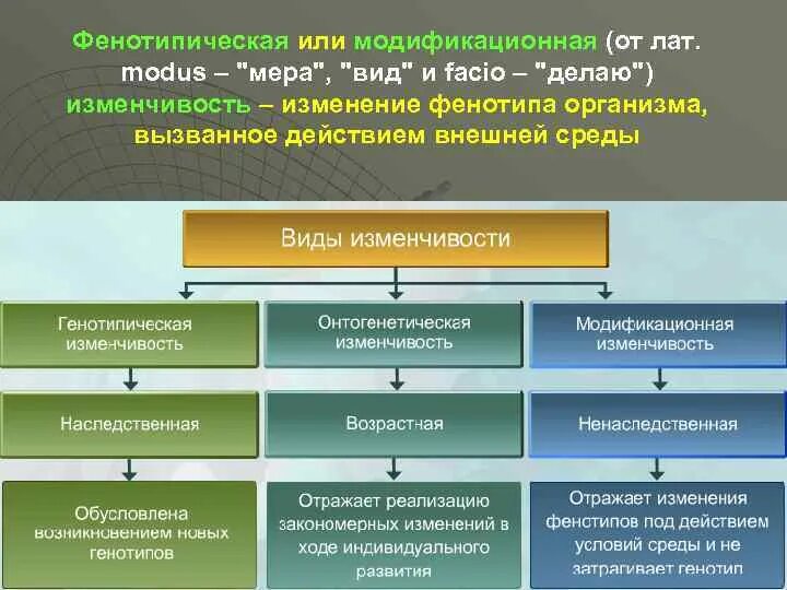Какие типы изменчивости присущи. Виды генотипической изменчивости. фенотипическая изменчивость. генотипическая изменчивость примеры. изменчивость генотипическая фенотипическая модификационная и.