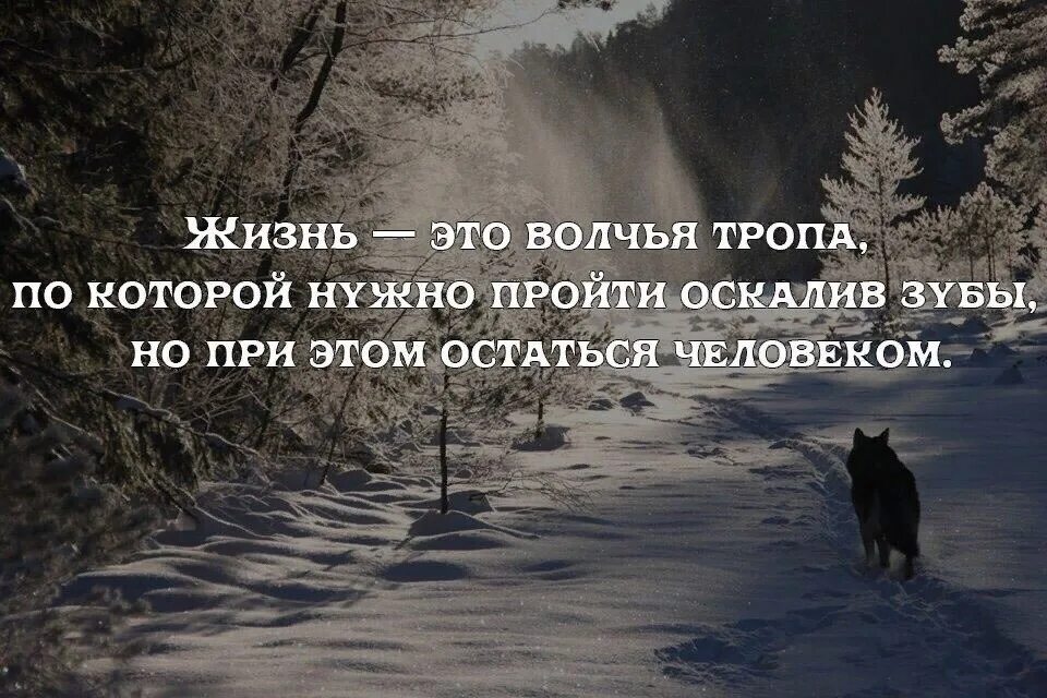 Надо в любой ситуации. Жизнь это Волчья тропа. Жизненные цитаты. Жизнь это Волчья тропа по которой нужно пройти оскалив зубы. Оставаться человеком цитаты.